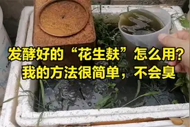 发酵好的“花生麸”怎么用？我的方法很简单，不会臭