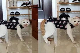 猫咪绝育回家疯狂嘶吼，弓起身体呈防备姿态主人傻眼：你怎么了？视频封面