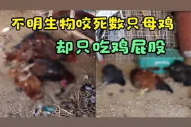 奇怪动物潜入鸡舍咬死母鸡，却只吃鸡屁股，监控纪录整个过程！视频封面