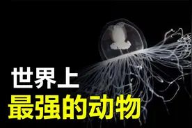 世界上最强的动物是什么呢？科学家发现神奇水母，能“返老还童”