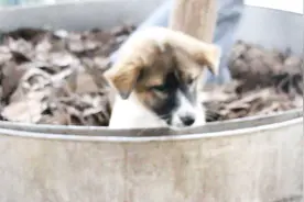 实拍农村传统方法制“樟油”大锅烧柴熬半天，一年四季都在煮油