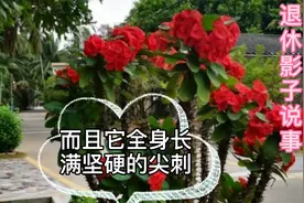哪些花对人体有害，不能养在室内？视频封面