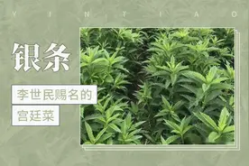 李世民赐名的宫廷菜——银条