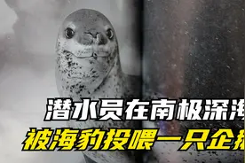 潜水员在深海，被海豹投喂了一只企鹅视频封面
