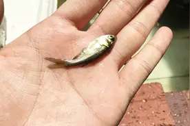 小伙买来五十条鲢鱼来进化龟池鱼池水质，看看效果怎么样