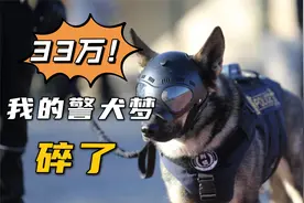 54只淘汰警犬半天被抢光，最高33万视频封面