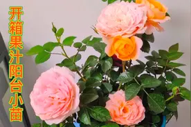 开箱果汁阳台月季，讲解换盆和缓苗方法，不到一个月就能再次复花视频封面