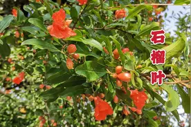 石榴叶泡茶喝厉害了，原来对人还有这好处，一起了解下!视频封面