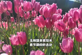 玉碗盛来琥珀光，昆明捞鱼河湿地公园郁金香开了。春节期间好去处视频封面