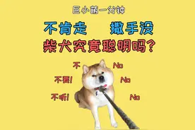 柴犬究竟聪明吗？狗智商排名在哈士奇后，但主人却说它不笨！