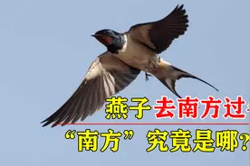 燕子年年飞往南方过冬，“南方”究竟在哪？原来很多人都理解错了视频封面