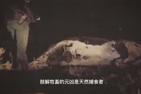 绝密：牛被肢解抛尸，器官被完美切开不留血迹，绝对不是人类做的视频封面