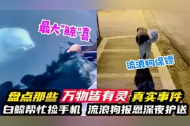 盘点万物皆有灵真实事件，狗狗不顾一切冲进火海救主人视频封面