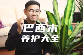 园艺师教你养巴西木，这可能是关于巴西木，最全面的教程了视频封面
