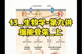13.生物学-第九讲 细胞骨架_上【转载】视频封面