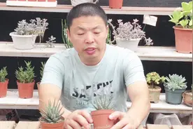 这么给多肉条纹十二卷浇水，一定会黑腐视频封面