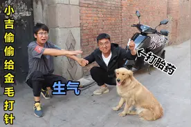 金毛怀小狗了但不想要，于是小吉偷偷帮它打打胎药，把小亮气坏了视频封面
