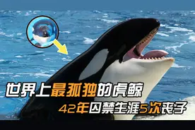 虎鲸囚禁海洋馆42年，经历5次丧子之痛，疯狂自残如今终获解脱视频封面