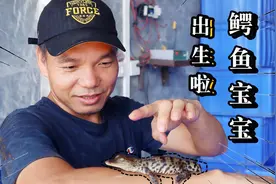 鳄鱼哥：鳄鱼苗是如何孕育出来的？实拍出生全过程，未免太可爱了