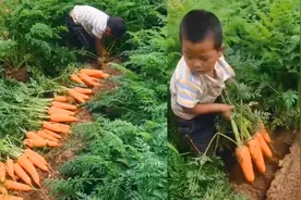 山东一小男孩帮父母拔萝卜，动作麻利，拔出的萝卜大小匀称不带泥视频封面