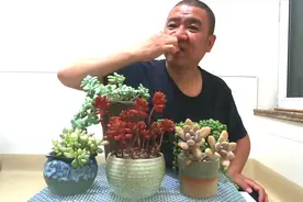 阳台养的肉肉什么味道？多肉植物能吃吗？老刘今天品尝了五种视频封面