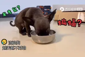 流浪狗跑上门满眼泪光求收留，40天后越养越不对劲，太像蝙蝠了！视频封面