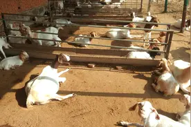 母羊临产前站不起来，如果有这些症状，别再傻傻地以为是怀多了