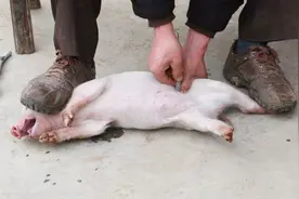 农村“骟猪”，小猪挨一刀长得更快，快要消失的行业视频封面