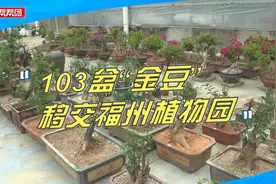 非法采挖103盆“金豆”还在网络平台售卖，结果民警找上门了！视频封面