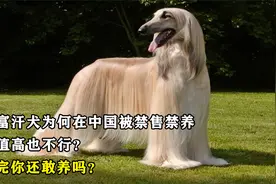 阿富汗犬为何在中国遭到禁养，颜值再高也不行？看完你还敢养吗？视频封面