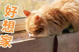 小猫咪想家了，大猫眼睛里满是不屑