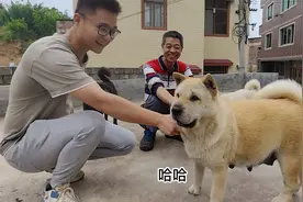 小陈农村淘狗一路被追，看中威武大母狗，大头版方嘴筒配小虎绝配