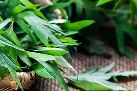 路边一种野草，被称“百草之王”，通经络，活气血，祛湿寒！视频封面