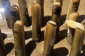 退潮赶海时，看见蛏子别直接抓！小倪教你一招，3秒抓一个