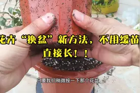 不用缓苗？新买的花，“换盆”新方法，省钱生根快视频封面
