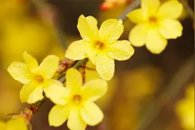 漫步北京，春季赏花——迎春花视频封面