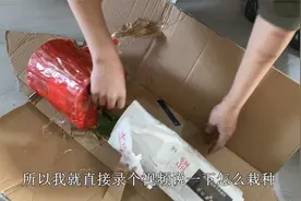 开箱“贵货杜鹃”，趁着降价养几盆，耐寒又耐热，春季开成大花球视频封面