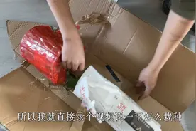 开箱“贵货杜鹃”，趁着降价养几盆，耐寒又耐热，春季开成大花球视频封面