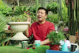 沙漠玫瑰几年苗，这是“套路”，想买就看实物，才能不上当受骗！视频封面