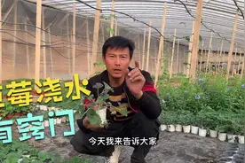 种菜养护草莓过程中如何浇水？草莓种植浇水小技巧，阳台养草莓苗视频封面