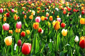 十二星座专属的花朵？水瓶座是香气怡人的郁金香视频封面