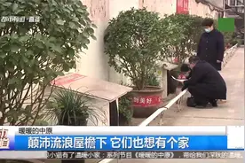 郑州：物业给流浪猫建猫舍，一排排真漂亮，为流浪猫安个家！视频封面