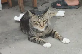 这条狸花猫大得让附近狗害怕，大叔却要强行撸它视频封面