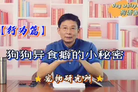 狗狗的异食行为有哪些你知道吗？最后教你一招解决狗狗异食癖视频封面