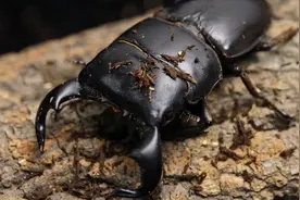 【牛头扁锹形虫】