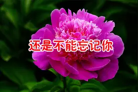 新歌！《还是不能忘记你》你容颜已留在心中，成为永远珍藏的回忆视频封面