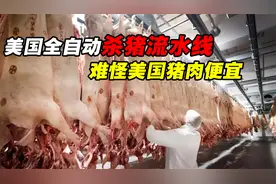 世界最先进的生产线，美国人的杀猪流程，猪还没反应过来就死了视频封面