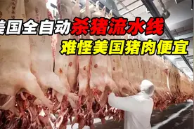 世界最先进的生产线，美国人的杀猪流程，猪还没反应过来就死了视频封面