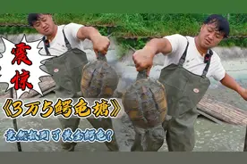 花3万5包下一个老同学鳄龟塘，没想到竟然抓到了“黄金鳄龟”