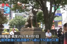 日本宠物数量猛增 已超儿童人数视频封面